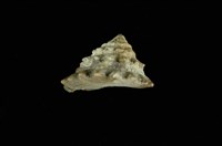 藏品(齒輪鐘螺)的圖片